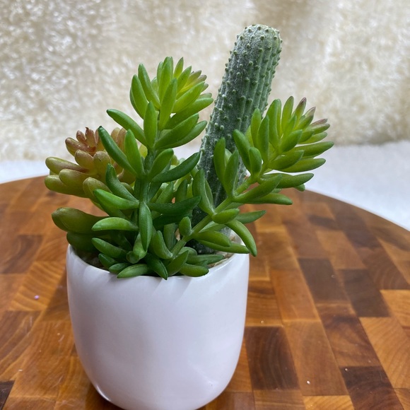 Faux succulents in 2.5”x3”H circular Pot (2 designs available). - Picture 4 of 9